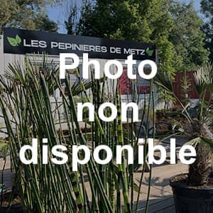 Photo indisponible BAC FICONSTONE STRIE GRIS