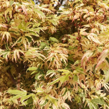 Acer palm. 'Butterfly'
