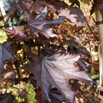 Acer plat. 'Royal Red' Tige 10/12 Cont. 