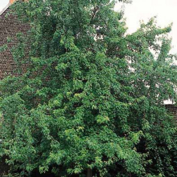 Acer saccharinum 'Laciniatum Wieri' Tige 10/12 Racine nue 