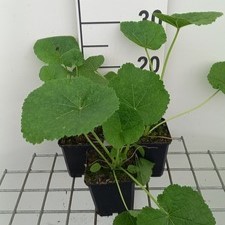 Alcea ficifolia  Pot 9 