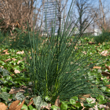 Allium schoenoprasum  Pot 9 