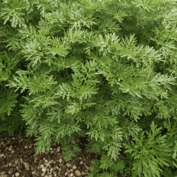 Artemisia absinthium  Pot 9 