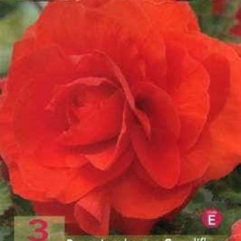 Begonia dubbel rood/rouge  X3 