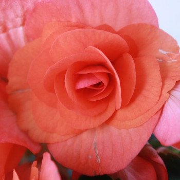 Begonia dubbel roze/rose  X3 