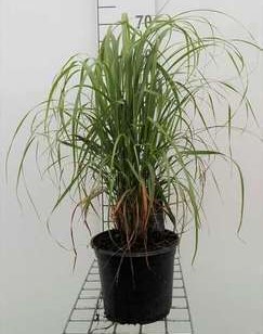 Calamagrostis brachytrichum (= stipa brachytricha)  Pot 9 