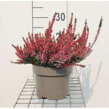 Calluna vulgaris rood/rouge 0.10 à 0.12 m Pot 10,5 