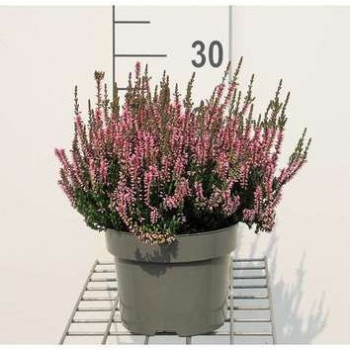 Calluna vulgaris roze/rose 0.20 à 0.30 m CT 2 litres 