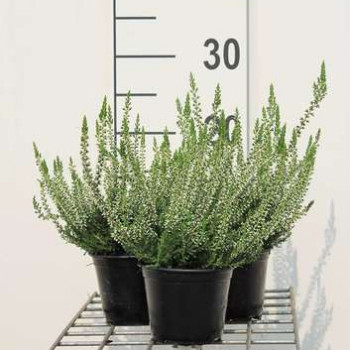 Calluna vulgaris wit/blanc 0.10 à 0.12 m Pot 10,5 