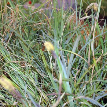 Carex flacca 'Blue Zinger'  Pot 9 