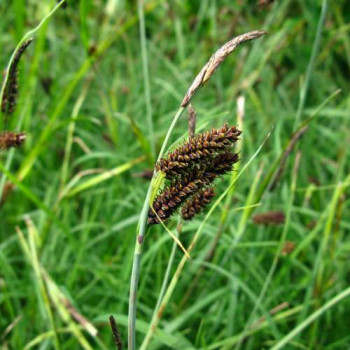 Carex flacca (= glauca)  Pot 9 