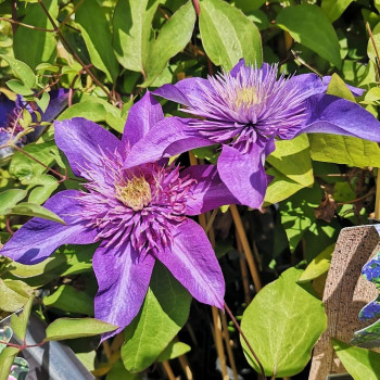 Clematis hybr. 'The President' 0.50 à 0.60 m Cont. 
