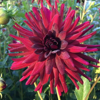 Dahlia (cact) 'Best of Red'  X1 