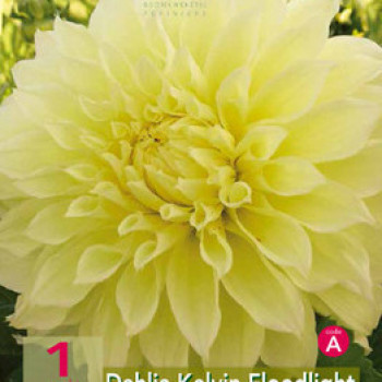 Dahlia (deco) 'Kelvin Floodlight'  X1 
