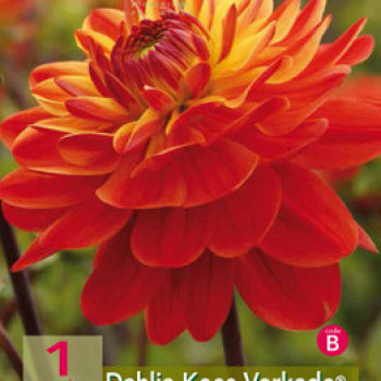 Dahlia (deco) 'Kees Verkade'®  X1 