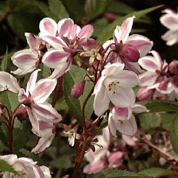 Deutzia purpurascens 'Kalmiiflora' 0.40 à 0.60 m Cont. 