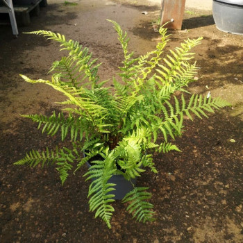 Dryopteris affinis  CT 2 litres 