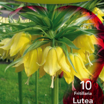 Fritillaria imperialis 'Lutea'  Pot 9 