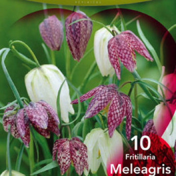 Fritillaria meleagris  Pot 9 Aquatique 