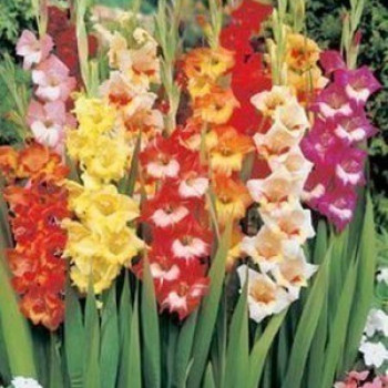 Gladiolus papillon gemengd/mix  X10 