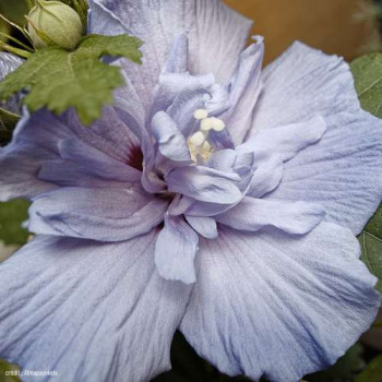 Hibiscus syr. 'Blue Chiffon'® ('notwoodthree') 0.40 à 0.60 m Cont. 