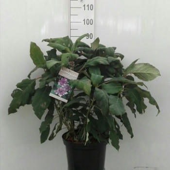 Hydrangea aspera 'Macrophylla' 0.60 à 0.80 m CT 12 litres 
