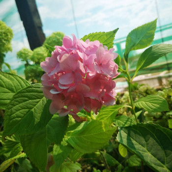Hydrangea macr. 'Bouquet Rose' 0.25 à 0.30 m Cont. 