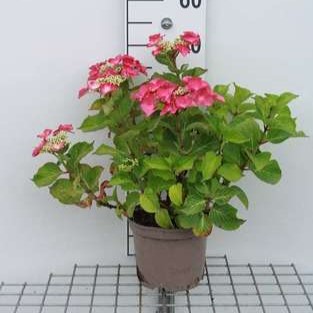 Hydrangea 'Teller Red' (rood/rouge) 0.25 à 0.30 m Cont. 