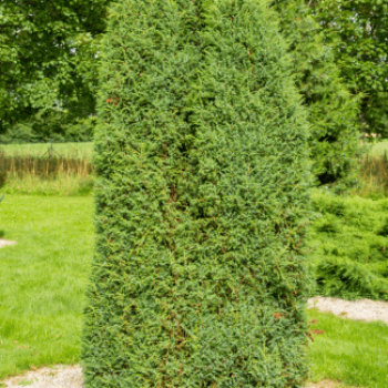 Juniperus comm. 'Hibernica' 1 à 1.25 m CT 20 litres 