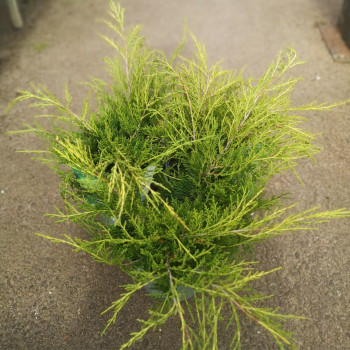 Juniperus pfitz. 'Old Gold' 0.25 à 0.30 m Cont. 