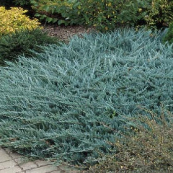 Juniperus squam. 'Blue Carpet' 0.25 à 0.30 m Cont. 