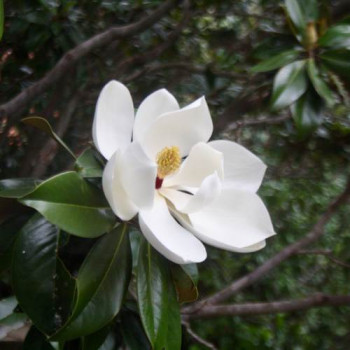 Magnolia grand. 'Galissonière' 0.80 à 1 m CT 10 litres 