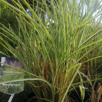 Miscanthus sin. 'Morning Light'  CT 3 litres 