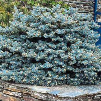Picea pungens 'Glauca Globosa' 0.40 à 0.50 m CT 12 litres 