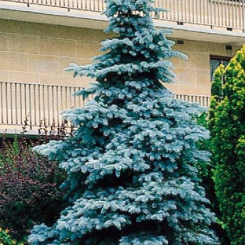 Picea pungens 'Koster' 0.80 à 1 m Motte 