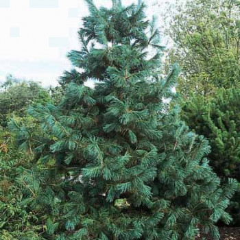 Pinus wallichiana (=excelsa/griffithii) 0.60 à 0.80 m Motte 
