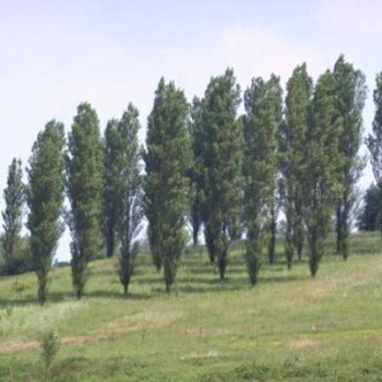Populus nigra 'Italica' Tige 8/10 Racine nue 