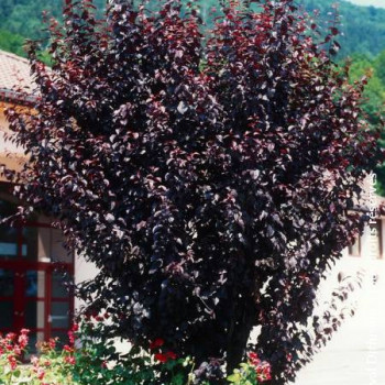 Prunus cerasifera 'Nigra' (= 'piss./atropurp.') Tige 10/12 CT 35 litres 