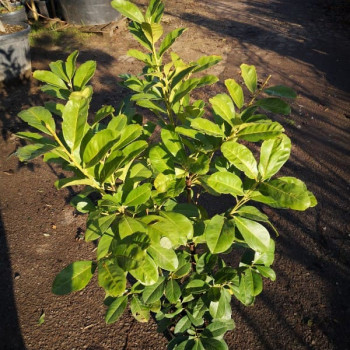 Prunus laur. 'Etna'® (= 'anbri'®) 0.40 à 0.60 m Cont. 