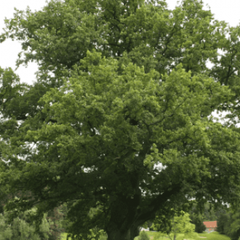 Quercus robur (= pedunculata) Tige 16/18 Motte grillagée 