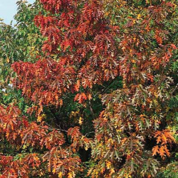 Quercus rubra ( borealis) Tige 12/14 Cont. 