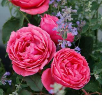Rosa 'Gartenprinzessin Marie-josé'®  Cont. 