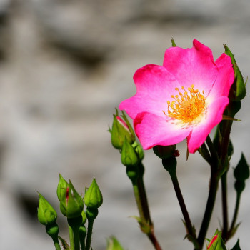 Rosa rubiginosa (= eglanteria) 0.40 à 0.60 m Cont. 
