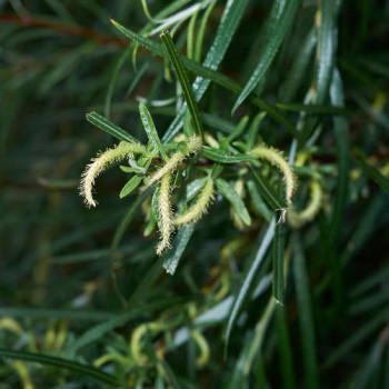 Salix el. 'Angustifolia' (= 'rosmarinifolia') 0.50 à 0.60 m Cont. 