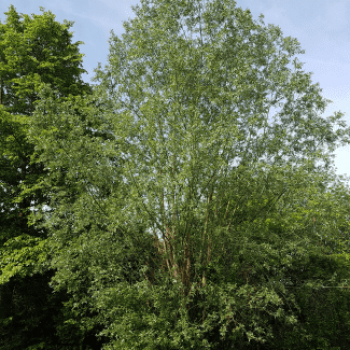Salix alba 2.5 à 3 m MOTTE GRILLAGEE CEPEE 