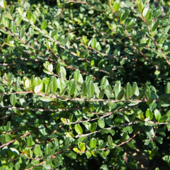 Salix repens 0.50 à 0.60 m Cont. 