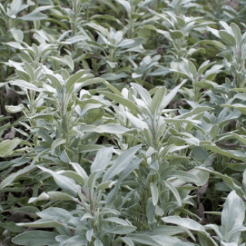 Salvia officinalis  Pot 9 