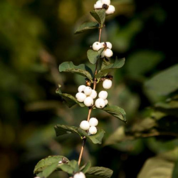 Symphoricarpos d. 'White Hedge' 0.50 à 0.60 m Cont. 