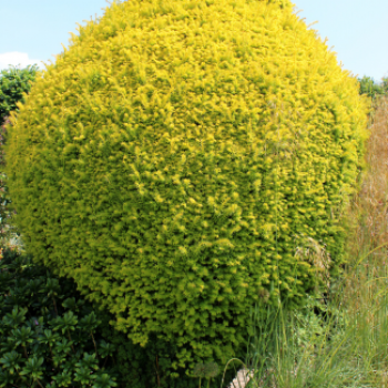Taxus baccata 'Summergold' 0.25 à 0.30 m Cont. 