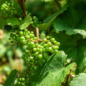 Vitis vinifera 0.50 à 0.60 m Cont. 